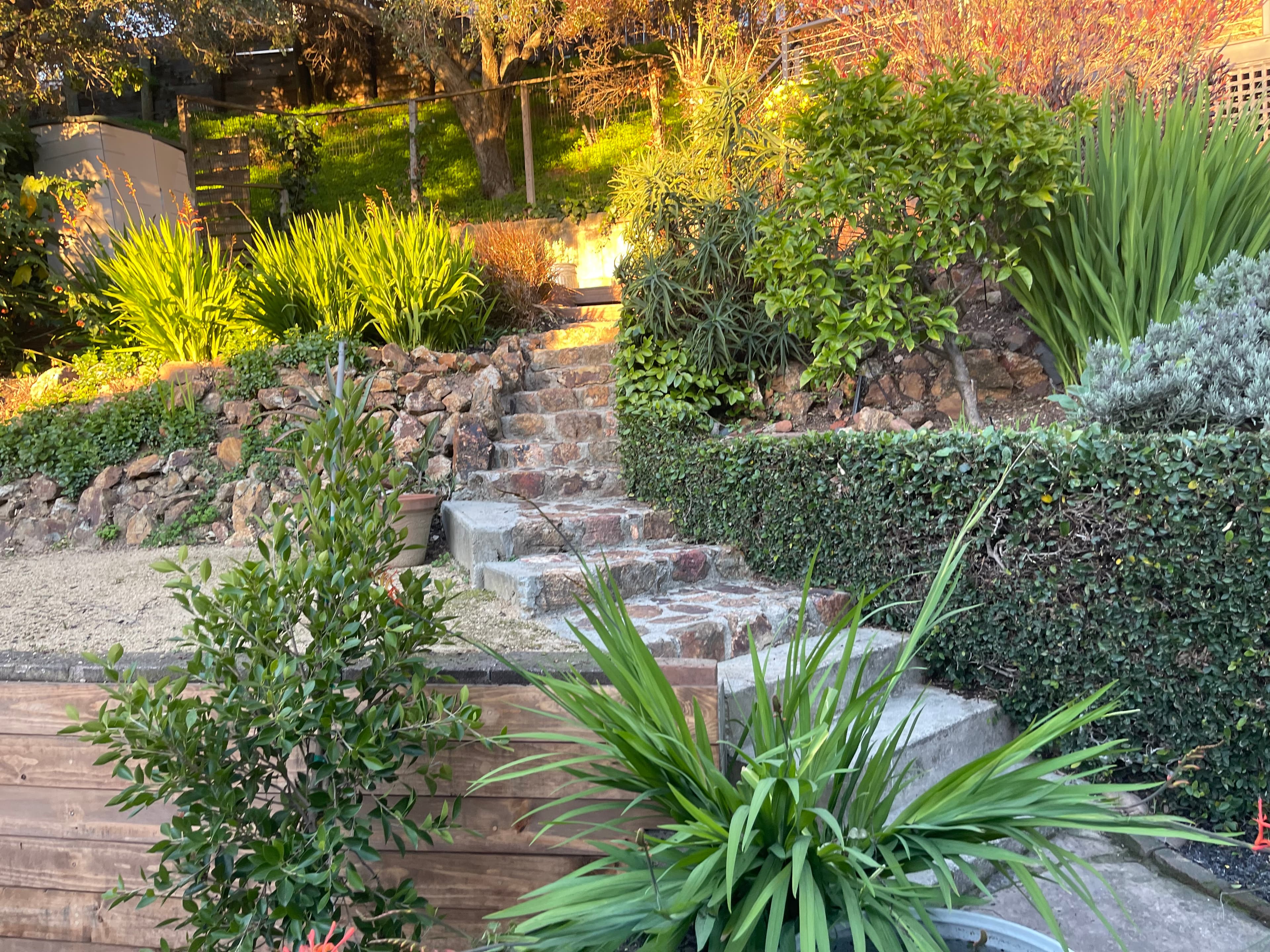 Stone steps lead up a lush, terraced hillside garden bathed in warm golden sunlight.