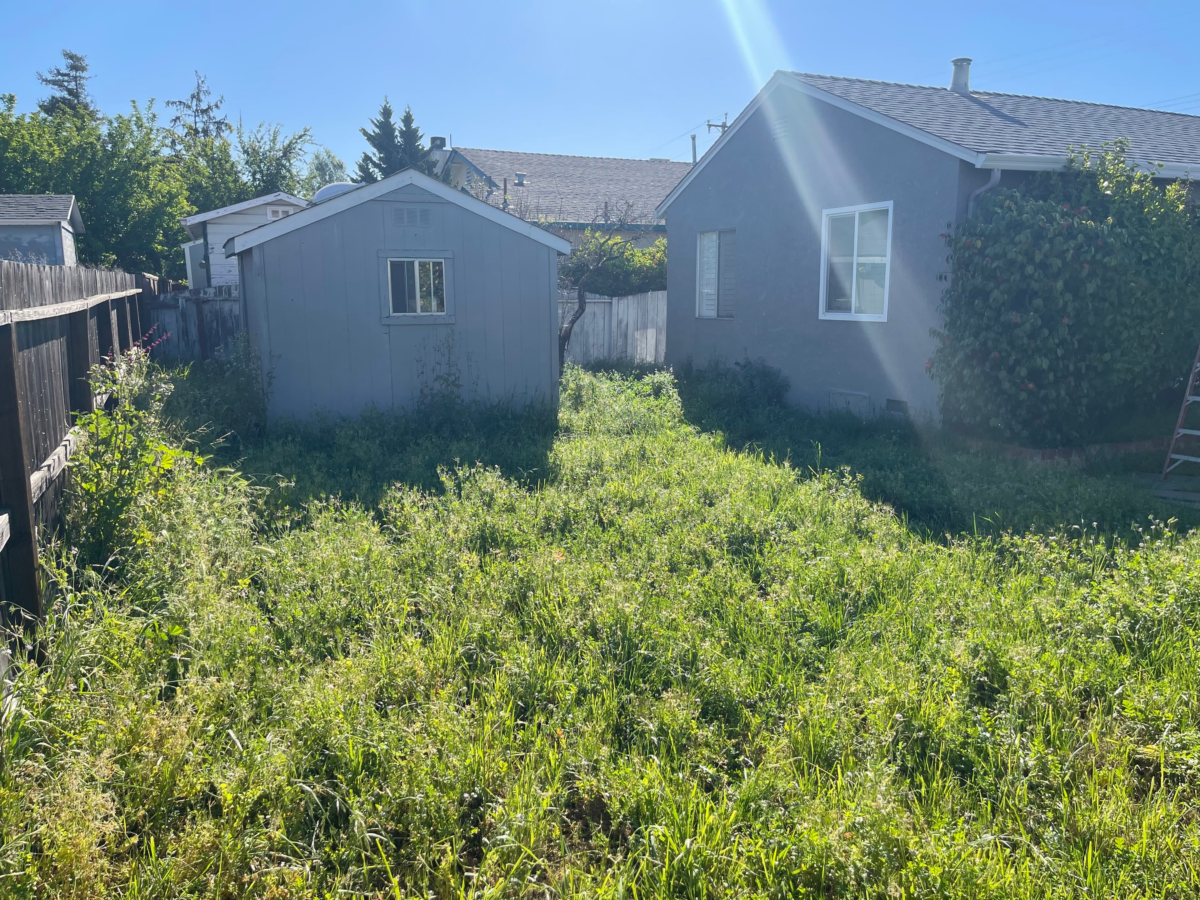 Overgrown backyard with tall weeds, a grey shed, and a house under bright sunlight.